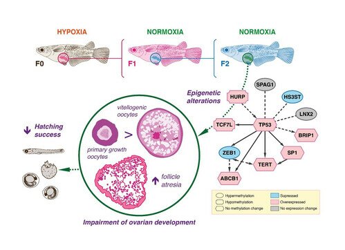 Hypoxia on marine life